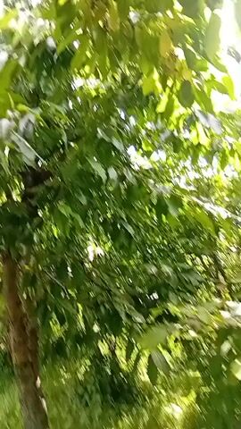 The video shows a close-up view of green leaves and branches of a tree. The camera appears to be moving upwards through the foliage, with the sunlight filtering through the leaves, creating a dappled effect. The focus is on the natural environment of the tree, with no people or other objects clearly visible. The movement of the camera suggests a slow pan or zoom, allowing the viewer to explore the texture and depth of the leaves.