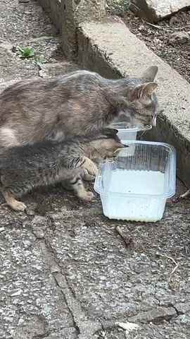 A mother cat and her kitten are drinking milk from two separate plastic containers. The mother cat is a dilute calico and is positioned to the left of the kitten. The kitten is a tabby and is in front of the mother cat. Both cats are focused on drinking. The scene takes place outdoors on a cracked concrete surface next to a low concrete wall. There are some pebbles and dirt visible on the ground.
