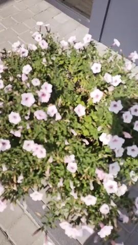 A close-up, overhead shot shows a large, bushy plant with many pale pink and white flowers. The plant is in a planter, and the paving stones of a sidewalk are visible around it. The leaves of the plant are green and appear healthy. The lighting suggests it is daytime, possibly sunny.