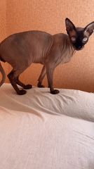 Sphynx cat observed on mattress in Minsk apartment