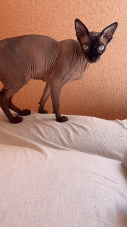 Sphynx cat observed on mattress in Minsk apartment