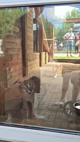 The video shows a caracal, a medium-sized wild cat with distinctive tufted ears, inside an enclosure. The caracal is lying down and appears to be yawning, exposing its pink mouth and sharp teeth. It is looking towards the camera and its eyes are a striking blue.

Through the glass, several people are visible outside the enclosure, including adults and children. Some are looking into the enclosure at the caracal. The enclosure itself appears to be made of wood and metal, with a sandy ground. There are also some wooden structures inside the enclosure, possibly for the animal to climb on.

The overall scene suggests a visit to a zoo or wildlife park. The lighting indicates it is daytime, likely sunny given the reflections on the glass. The presence of people in casual clothing suggests a warm weather day. There is no visible text in the video. The caracal's yawn could be interpreted as a sign of relaxation or perhaps a display of its power.