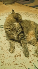 Tabby cat plays with toy on a rug in Lida, Belarus