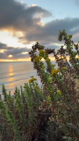 This is a short video clip featuring a close-up of coastal plants with a sunset over the ocean in the background. The plants in the foreground are a mix of green foliage and some dried, brown stems with small yellow flowers. The sun is setting on the horizon, casting a warm, golden glow across the ocean and illuminating the clouds. The sky is a blend of oranges, yellows, and blues, with some dramatic grey clouds adding to the scene. The waves of the ocean are gently rolling towards the shore.

The time of day is clearly sunset, indicated by the position of the sun and the colors in the sky and on the water. The weather appears to be partly cloudy, but still conducive to a beautiful sunset. The location cues suggest a coastal environment, likely a cliffside overlooking the ocean, given the elevation of the plants in the foreground. There are no people or specific objects visible in the clip, the focus is entirely on the natural landscape. The overall mood evoked by the scene is one of tranquility and natural beauty, a peaceful end to the day. There is no visible text in the media file.