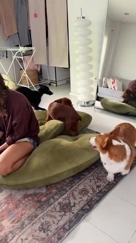 A young woman with brown hair, wearing a maroon long-sleeved shirt and denim shorts, sits on a large, round, olive-green floor cushion in a brightly lit room. She is interacting with three dogs. In the foreground, a corgi with white and tan markings is standing on a patterned rug, facing the woman. Behind the woman, to her left, a small black dog is standing on the rug. To her right, a medium-sized brown dog is partially on the green cushion, with its back to the camera, and appears to be nudging the woman. In the background, a large full-length mirror reflects part of the room, showing a sofa and another green floor cushion. There is also a tall, white floor lamp and clothing draped on a drying rack visible in the background. The room has large windows with sheer curtains, allowing natural light to illuminate the space, and potted plants are visible outside the windows.