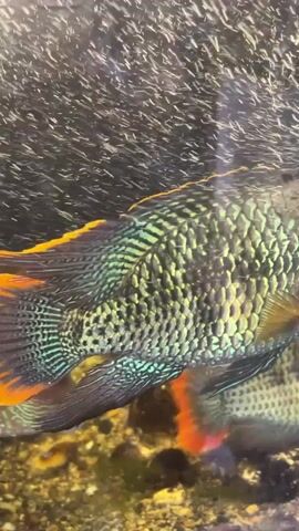 A video shows a fish with a large head swimming in an aquarium. The fish has a light brown head and a mottled green and brown body. There are air bubbles in the water. The bottom of the tank is covered in dark gravel. The fish swims towards the camera.