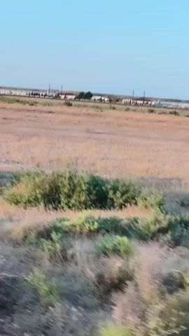 A video shows a wide shot of a dry, grassy field with some bushes in the foreground. In the background, there is a line of buildings, a utility pole, and a clear blue sky. A person is briefly visible standing in the field. Then, a flock of sheep appears and moves across the field. The video is shaky and appears to be recorded from a moving vehicle.