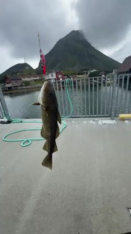A fish hangs suspended from a fishing line, hooked and dripping. The fish is pale and elongated, with a mottled greenish-brown pattern. It is caught on a red and white fishing lure. The fishing line extends upwards, out of frame. The background features a body of water, a railing, and a village with red-roofed buildings nestled at the base of a large, misty mountain. The ground is a grey concrete surface. A teal-colored rope lies coiled on the ground. Part of a fishing rod is visible in the lower right corner of the frame. The sky is overcast and cloudy.