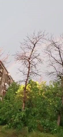 The video shows a rainbow in a cloudy sky. There are several bare trees in the foreground with green foliage below them. There are also some power lines visible. The sky appears to be overcast and grey.