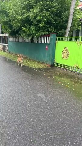 A light brown dog stands on a wet asphalt road in front of a green wall and a bright green gate. The dog is facing the camera with its tail slightly raised. The wall has white vertical posts along the top and a sign with red lettering. Lush green trees are visible above the wall. The road appears wet, possibly from rain, with puddles reflecting the surroundings. The overall environment suggests an outdoor setting, likely a residential area, with the dog seemingly waiting or observing.
