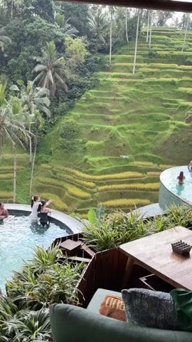 A video shows a swimming pool with people in it, overlooking lush green rice terraces on a hillside. The rice terraces are tiered and have sections of yellow and green. Palm trees and other foliage surround the area. In the foreground, part of a table and chairs is visible. The sky appears overcast. Two women are standing in the pool, facing away from the camera and looking towards the rice terraces. One woman has her arms raised. Another person is visible in the pool in the lower left corner of the frame. A white object, possibly a drone, is seen flying above the rice terraces.