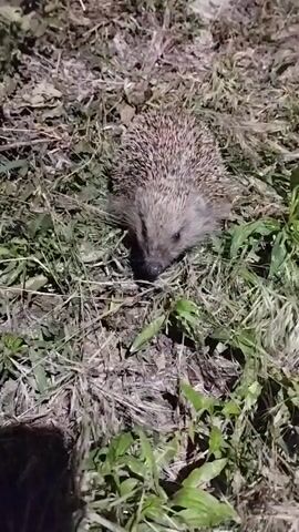 A small hedgehog is shown on the ground, covered in dry leaves and grass. The hedgehog is facing forward and appears to be sniffing the ground. The background is dark and out of focus.