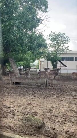 The video shows a group of deer in an enclosure. The deer are brown with white spots, and they have antlers. They are standing near a trough, possibly for food or water. The enclosure is made of wood and metal fencing, and the ground is dirt. There are trees nearby, and a building in the background. The camera moves around, showing the deer from different angles, including through a narrow opening in the fence.
