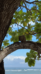 Squirrel feeds on tree branch near Kuta Selatan beach