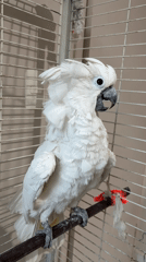 Cockatoo and World Cup stickers observed in Jesús del Monte
