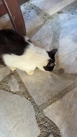 A black and white cat is filmed from an overhead perspective, licking a substance from a light-colored, irregular stone-tiled floor. The cat has a white chest and face with black fur covering its back and ears. Its pink tongue is repeatedly extended and retracted as it consumes the substance. A wooden chair leg is partially visible in the upper left of the frame.