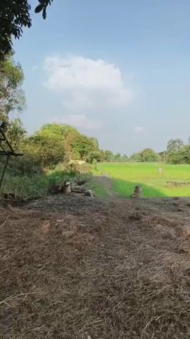 The video pans across a rural landscape on a bright, sunny day. In the foreground, there is dry, straw-like material covering the ground. A dirt path leads towards a green field. In the middle ground, a rustic swing set made of wooden posts and a horizontal beam stands with three swings hanging from it. The field behind the swing set is lush and green, likely a paddy field or meadow. Trees and vegetation are visible in the background, and the sky is blue with scattered white clouds. There are no people visible in the video. The camera movement is a slow pan to the right.