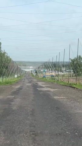 The video shows a car driving down a narrow, patched-up asphalt road.  On either side of the road are rows of tall poles supporting netting that creates a tunnel-like structure over the road. The netting appears to be intended to protect whatever is planted on either side of the road. Beyond the netting are trees and some sparse vegetation. Further down the road, there is a sign in Russian with blue and yellow elements. The sky is overcast.