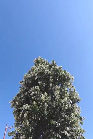 A lone tree with green leaves and white flowers stands against a clear blue sky. The camera angle is from below, looking up at the tree. The tree is full of foliage, and the white flowers are dense, giving it a fluffy appearance. The sky is a uniform bright blue, with no clouds visible. The bottom left corner of the frame shows a glimpse of a red pole, likely part of a street light or sign. The video is a short loop, showing the tree swaying gently in the breeze.