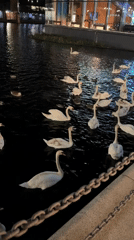 Swans and waterfowl spotted in London waterway at night