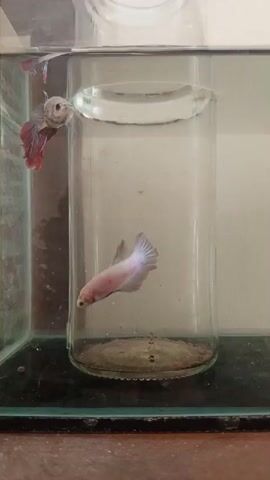 This is a short video of two betta fish in a glass container, which appears to be placed inside a larger aquarium. The container is cylindrical with a narrower opening at the top. The bottom of the container has a layer of substrate. One fish, with red and blue fins, is positioned on the left, near the opening of the container. The other fish, mostly pink and pale blue, is swimming inside the container. Both fish are facing each other. The video shows the fish swimming and interacting within their respective spaces.