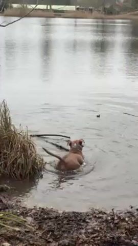 A brown dog wades out of a lake towards the shore, carrying a large branch in its mouth. The lake is still, reflecting the cloudy sky above. The dog shakes its head, causing water to splash, and then continues its trek to the muddy bank. The edges of the lake are lined with reeds and shrubbery.