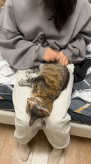 Couple shares quiet moments with pet cat at home