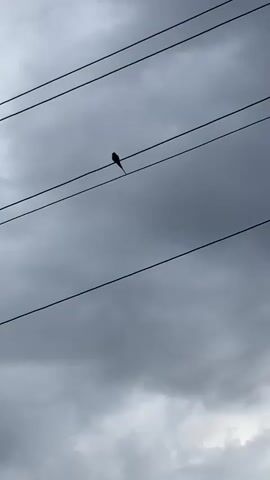 A bird with a long tail sits on a power line against a cloudy, gray sky. The power line is composed of several parallel wires spanning the frame. The bird is silhouetted and facing to the left, its form distinct against the light backdrop.