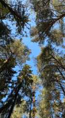 Forest canopy filmed from ground in Votkinsk, Russia