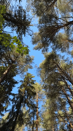 Forest canopy filmed from ground in Votkinsk, Russia