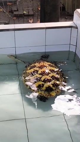 A large sea turtle with a distinctive dark and yellow patterned shell swims slowly in a shallow, white-tiled pool. The turtle's head and front flippers are visible above the water's surface as it glides gently across the tiled bottom. Ripples are visible on the clear water. The pool has white tiled walls and a light-colored tiled floor. In the background, a fence and some greenery are partially visible, suggesting an outdoor setting.