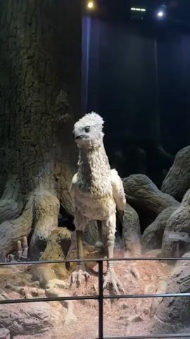 This media file shows a close-up, head-on shot of a fictional creature, likely a prop from a film or themed attraction, resembling a bird of prey. The creature has a white, fluffy body with a more textured, greyish plumage around its head and neck, giving it a somewhat stern or fierce expression. Its head is characterized by a prominent crest of feathers and sharp, dark eyes. The creature stands on two strong, bird-like legs with sharp talons.

The setting appears to be a dimly lit enclosure designed to simulate a natural habitat. Large, gnarled tree roots dominate the background, suggesting a forest or ancient woodland environment. The ground is covered with dry leaves or straw-like material, and rocks are scattered around, adding to the rugged, naturalistic feel. In the background, there are hints of dark, shadowy areas and artificial lighting from above, typical of a museum exhibit or film set.

In the lower right corner of the image, a small sign is partially visible. Although mostly obscured, the word "DANGER" and possibly "HIPPO" can be deciphered, indicating that the creature might be identified as a Hippogriff, a creature from the Harry Potter universe, and that it is considered dangerous.

The overall mood is one of intrigue and perhaps a little apprehension due to the creature's appearance and the "DANGER" warning. The lighting and detailed prop design suggest a professional presentation, likely intended to immerse viewers in a fantastical world. The time of day and weather are not discernible from the indoor setting. The location context, Watford, United Kingdom, aligns with the possibility of this being from Warner Bros. Studio Tour London – The Making of Harry Potter.