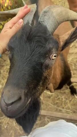 A close-up, first-person perspective video shows a person petting a brown and black goat. The goat has large horns and a beard. The background consists of hay and a wooden fence. Another person's hands can be seen petting the goat as well. The video appears to be filmed outdoors in what might be a petting zoo or farm environment. The interaction is gentle and affectionate, with the goat appearing calm and receptive to the petting.