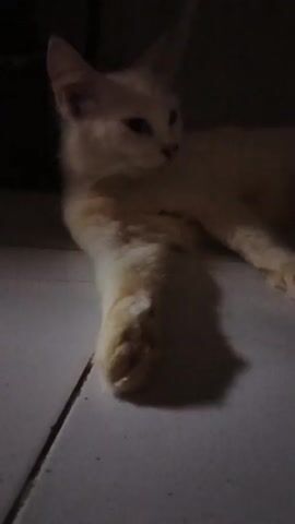 A close-up shot captures a light-colored cat lying down on a tiled floor. The cat is positioned on its side, with its front paws extended forward. The lighting is dim, casting shadows on the floor and obscuring some details. The cat's head is turned slightly to the right, and its eyes are open. The background is dark, with some indistinct shapes visible. The overall impression is one of quiet repose.