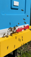Honeybees active around colorful hive in Ol'khovo, Russia