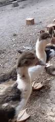 Muscovy ducks and roosters in a rural Indonesian yard