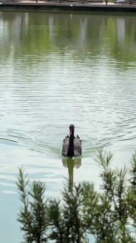 A black swan swims in a lake. The swan is facing the camera and swimming away from it. The swan is creating ripples in the water as it swims. There are trees in the foreground of the video. The background of the video is a blurry reflection of trees and buildings on the water. The water is a light green color.