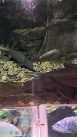 The video shows an aquarium with several fish swimming in it. In the foreground, there are two framed pictures of fish. The main focus is on a large, dark-colored fish in the center of the tank, swimming close to the glass. Several smaller, lighter-colored fish are visible in the background, some swimming near the rocky walls of the aquarium and others closer to the surface. The lighting in the aquarium is dim, with a bright spotlight reflecting off the water's surface. The bottom of the tank appears to be covered in sand or gravel.