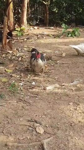 The video shows a muscovy duck with black and white feathers and a red face walking on a dirt path. The duck is in an outdoor environment with trees and foliage in the background. There are also some leaves and debris on the ground.