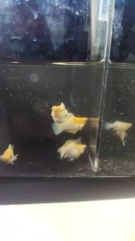 The video shows several small, light-colored fish swimming in a divided aquarium. The fish have yellow and white markings, with some appearing predominantly yellow and others having a lighter coloration with yellow accents. They are clustered together in one section of the aquarium, swimming and interacting with each other. The aquarium appears to be a clear plastic tank with a black base and dividers. The water is clear, with some small particles visible. The lighting is dim, creating a dark background.