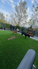 Two dogs play in backyard in Champigny-sur-Marne