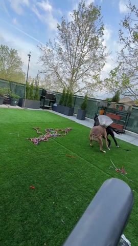The video shows two dogs playing in a backyard with artificial turf. One dog is light brown and wearing a white plastic cone around its neck. The other dog is black. They are running and interacting near a pile of colorful ropes on the ground. The backyard is surrounded by a green fence with plants and trees visible in the background. There is a grill and some decorative planters along the back fence. The sky is blue with some clouds. The camera appears to be held by someone sitting in a chair, with a portion of the chair visible in the foreground.