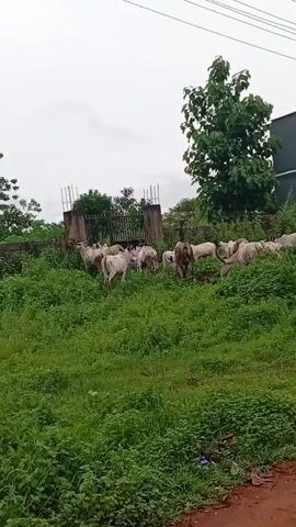 The video shows a herd of cattle grazing in a grassy field. The field is overgrown, with lush green vegetation covering most of the ground. In the background, there is a fence, a building with a grey exterior, and a tall tree with dense foliage. The sky is overcast, suggesting a cloudy day. The cattle are mostly white or light-colored, with a single brown cow standing out among the rest. They are spread out across the field, seemingly undisturbed as they graze. The camera remains relatively still, capturing the scene from a distance.