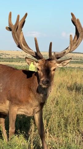 A red deer stag with large antlers stands in a field of tall grass and vegetation. A yellow tag with the number 62 is attached to its left ear. The stag is looking towards the camera. The background shows a gently rolling landscape under a clear blue sky. A person's voice is heard in the background, speaking in Russian. The stag appears to be responding to the voice, and it scratches its antlers with its hind leg.
