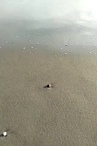 The video shows a sandy beach with waves coming in. There are some small shells on the sand. The waves are foamy and cover the sand as they roll in. The ocean stretches out to the horizon under a cloudy sky.