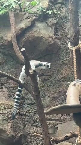 A ring-tailed lemur is perched on a tree branch, facing right. Its body is angled, and its tail hangs down. The lemur then leaps towards a rope that is tied to a tree trunk, and it begins to climb the rope. The environment appears to be an enclosure, possibly a zoo exhibit, with rocky walls and other trees. There is also a small metal bowl visible on a lower branch.