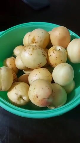 A close-up video shows a green plastic bowl filled with small, light-colored fruits. The fruits are round to oval in shape and have a smooth skin. Some of the fruits have small brown spots on them. The bowl is sitting on a dark, possibly wooden surface. In the background, a dark object, possibly a smartphone, is visible. The video is a static shot of the bowl of fruit, with no people or significant action occurring.