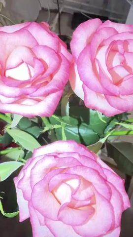 A close-up video shows a bouquet of pink and white roses. The flowers are in focus and fill most of the frame. The background is blurred and appears to be an indoor setting. The lighting is soft and highlights the petals of the roses. The camera pans slightly, showing different angles of the roses.