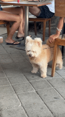 Small dog tethered to chair observed on paved area