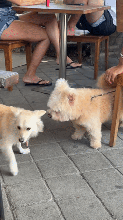 Small dog tethered to chair observed on paved area